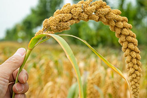 Could ancient grains hold the key to modern day problems?